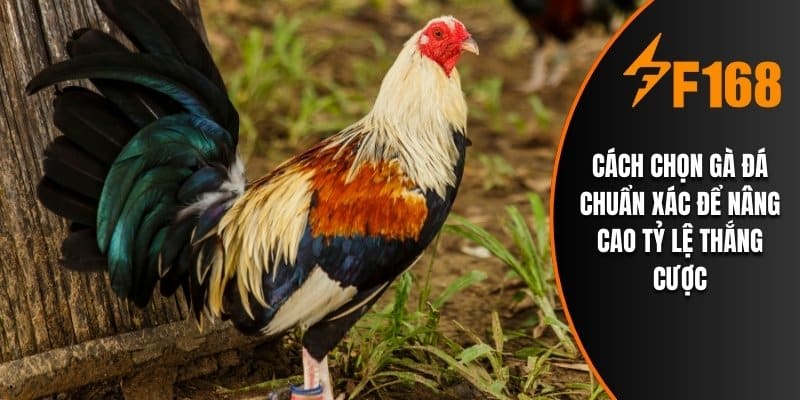 Cách Chọn Gà Đá Chuẩn Xác Để Nâng Cao Tỷ Lệ Thắng Cược
