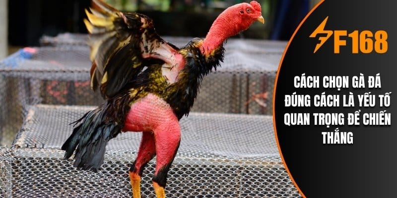 Cách chọn gà đá đúng cách là yếu tố quan trọng để chiến thắng