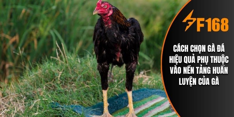 Cách chọn gà đá hiệu quả phụ thuộc vào nền tảng huấn luyện của gà