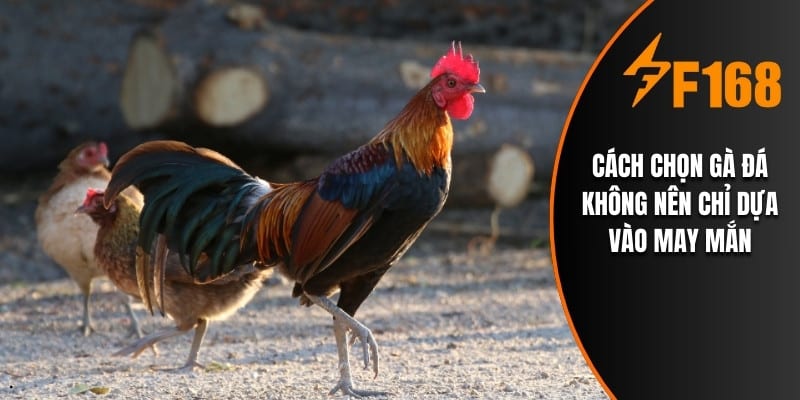 Cách chọn gà đá không nên chỉ dựa vào may mắn