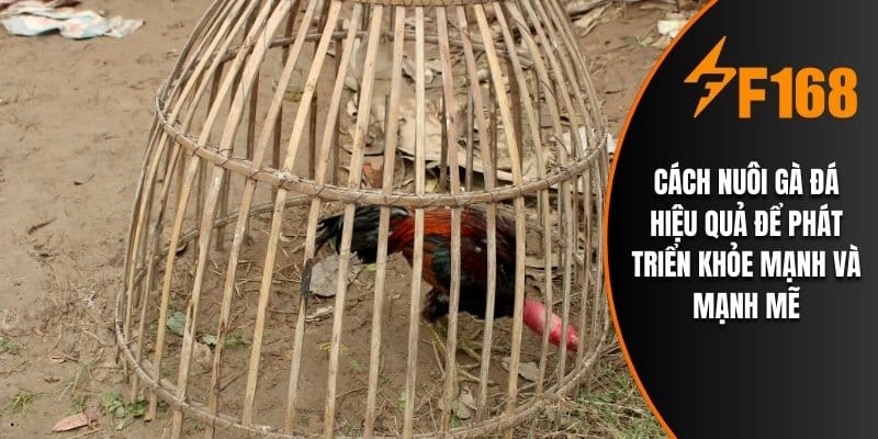 Cách nuôi gà đá hiệu quả để phát triển khỏe mạnh và mạnh mẽ