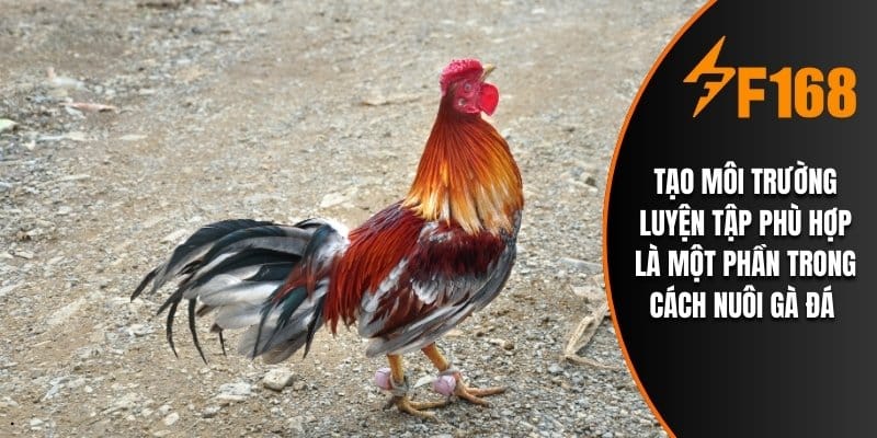 Tạo môi trường luyện tập phù hợp là một phần trong cách nuôi gà đá