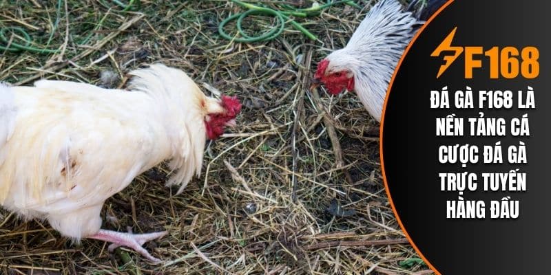Đá gà F168 là nền tảng cá cược đá gà trực tuyến hàng đầu