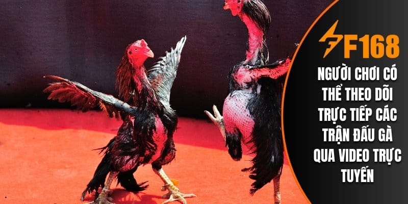 Người chơi có thể theo dõi trực tiếp các trận đấu gà qua video trực tuyến
